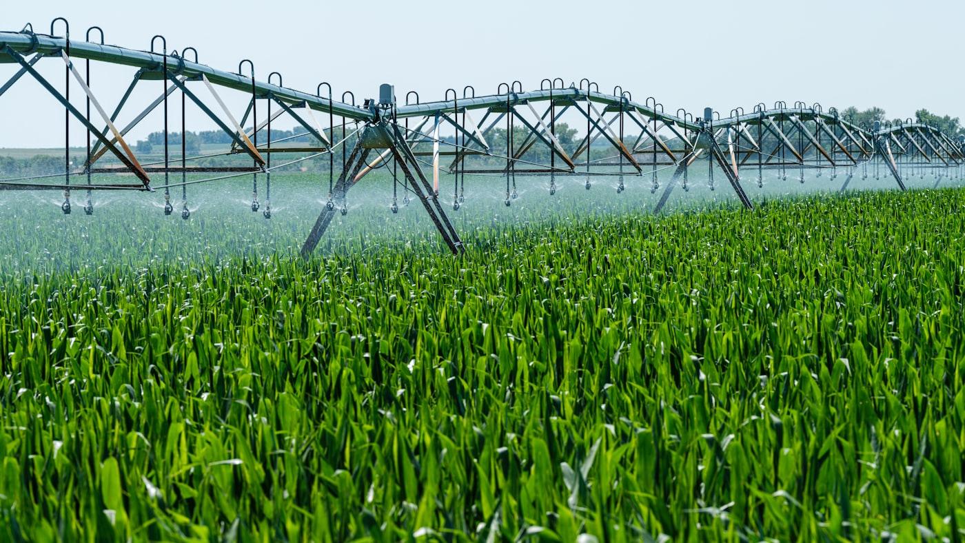 Center pivot irrigating a corn field