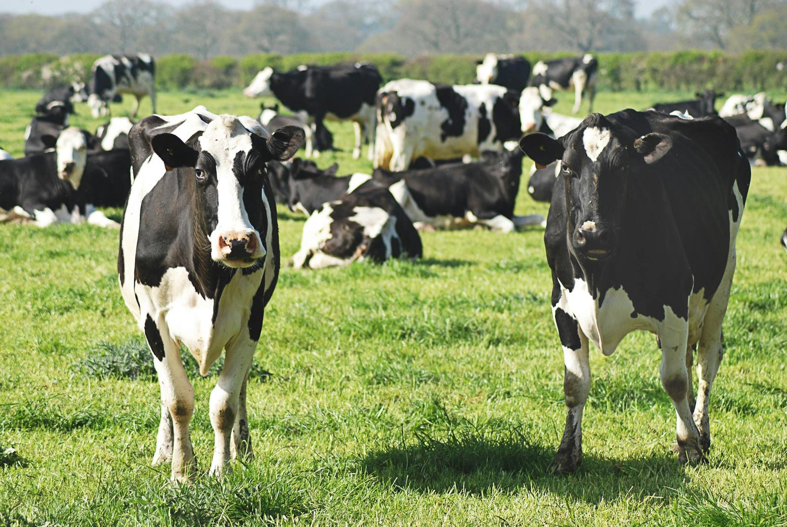 Holstein cows grazing in a pasture