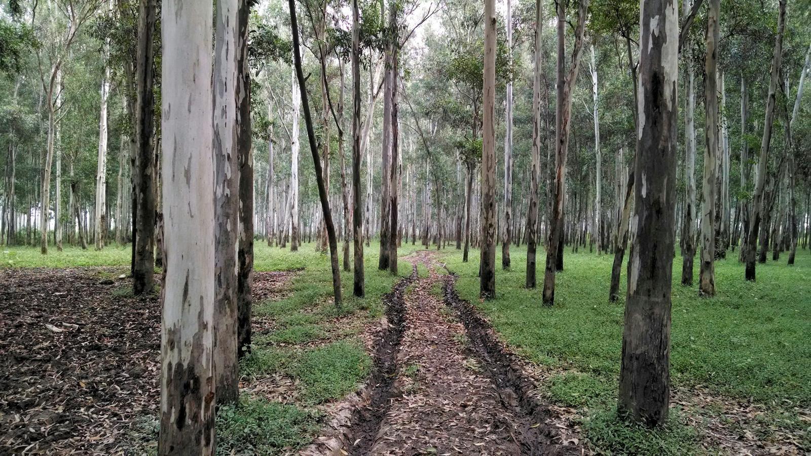 Dirt road between rows of eucalyptus trees